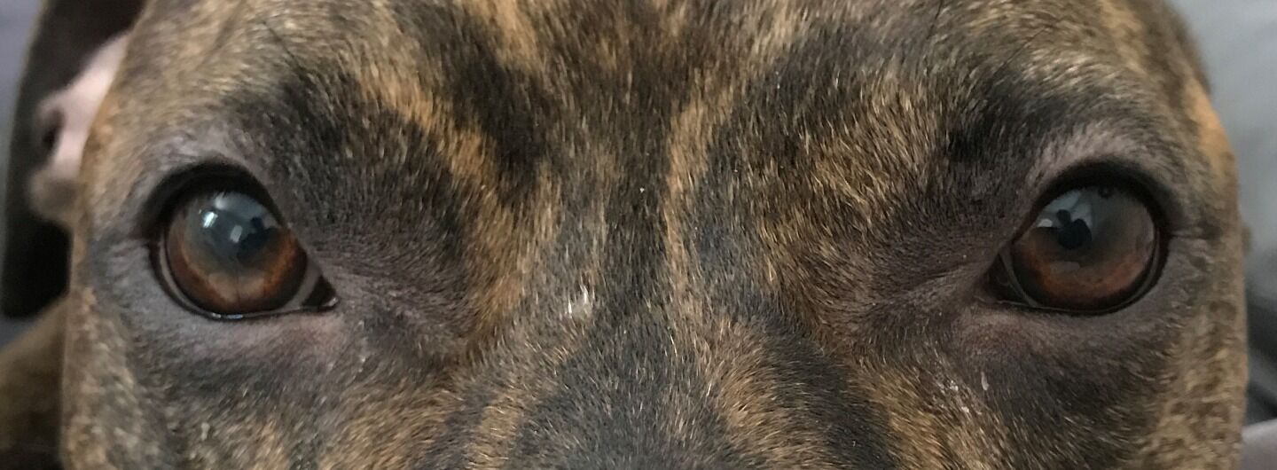 Tiltify Kennel to Couch