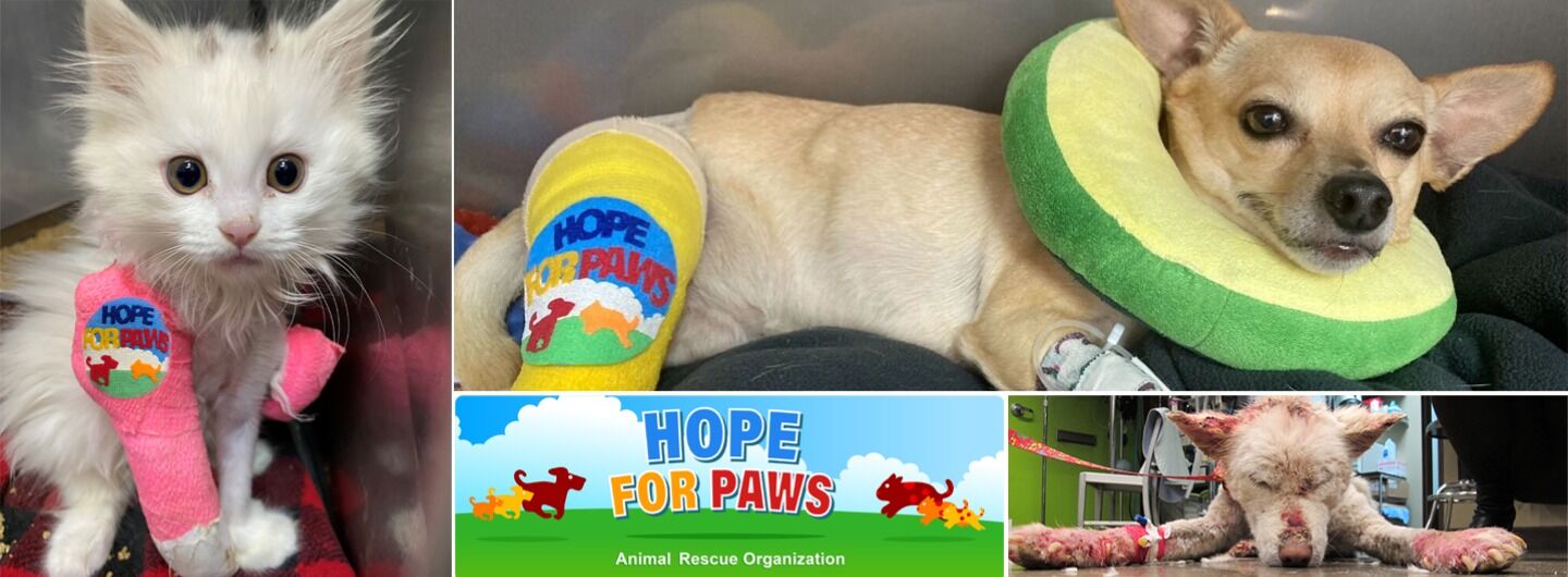 Tiltify Hope For Paws