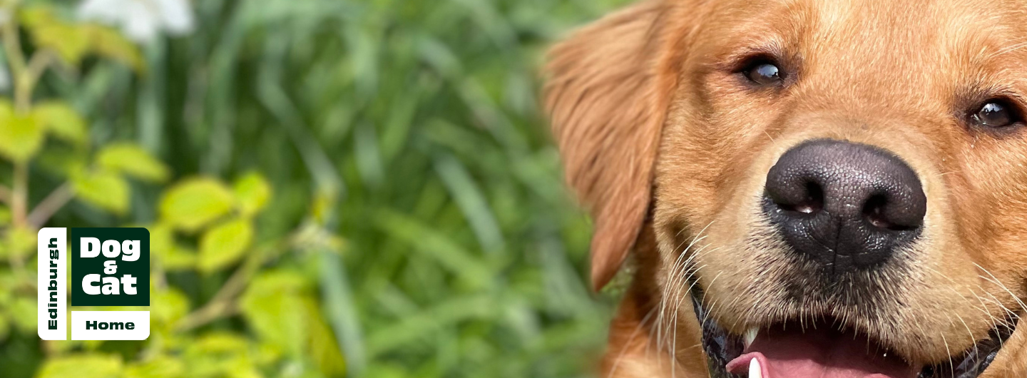 Tiltify Edinburgh Dog and Cat Home