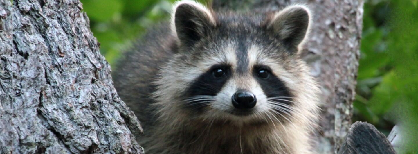 Tiltify Roadside Wildlife Rehab Inc