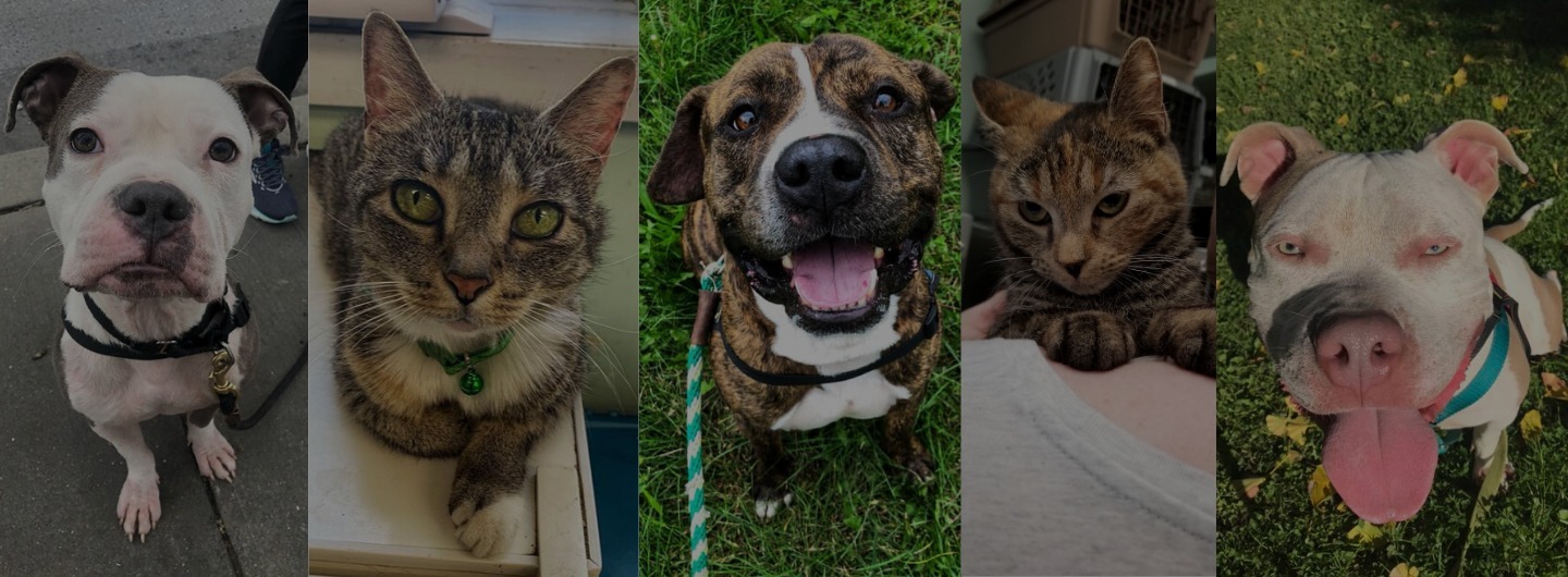 Tiltify Liberty Humane Society