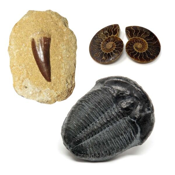 SciShow Finds found lots of fossils in need of new homes! Sign up for this perk and you'll get a real ammonite fossil pair, a Mosasaur tooth, or a Trilobite fossil. Which fossil you receive will be a surprise!