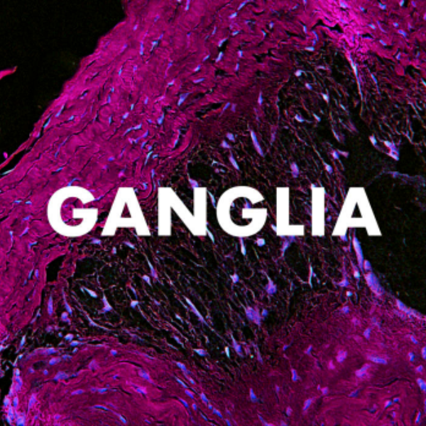 Receive a digital copy of Andrew Huang's newest album "Ganglia." Included in the digital download bundle. Receive a digital copy of Andrew Huang's newest album "Ganglia." Included in the digital download bundle.