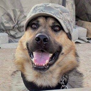 Desert Hounds Avatar